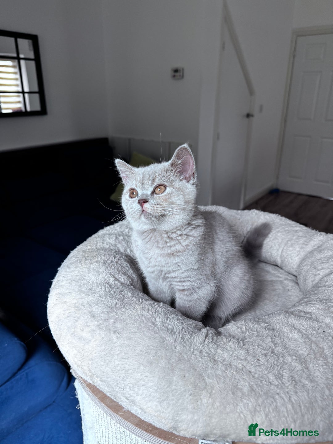 British Shorthair cats for sale: 💎READY  🍑BSH LILAC CREAM GIRL 13 weeks old - Image 4