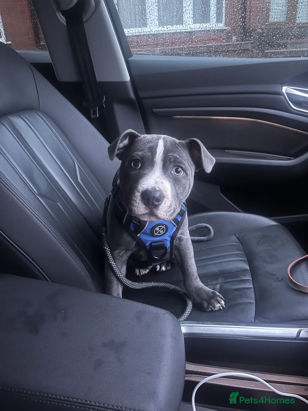 Staffordshire Bull Terrier dogs for sale: Blue Boy Staffy for Sale - Advert 8