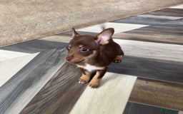 Mixed Breed dogs for sale: Adorable Dachshund x Pomchi Puppies - Image 7