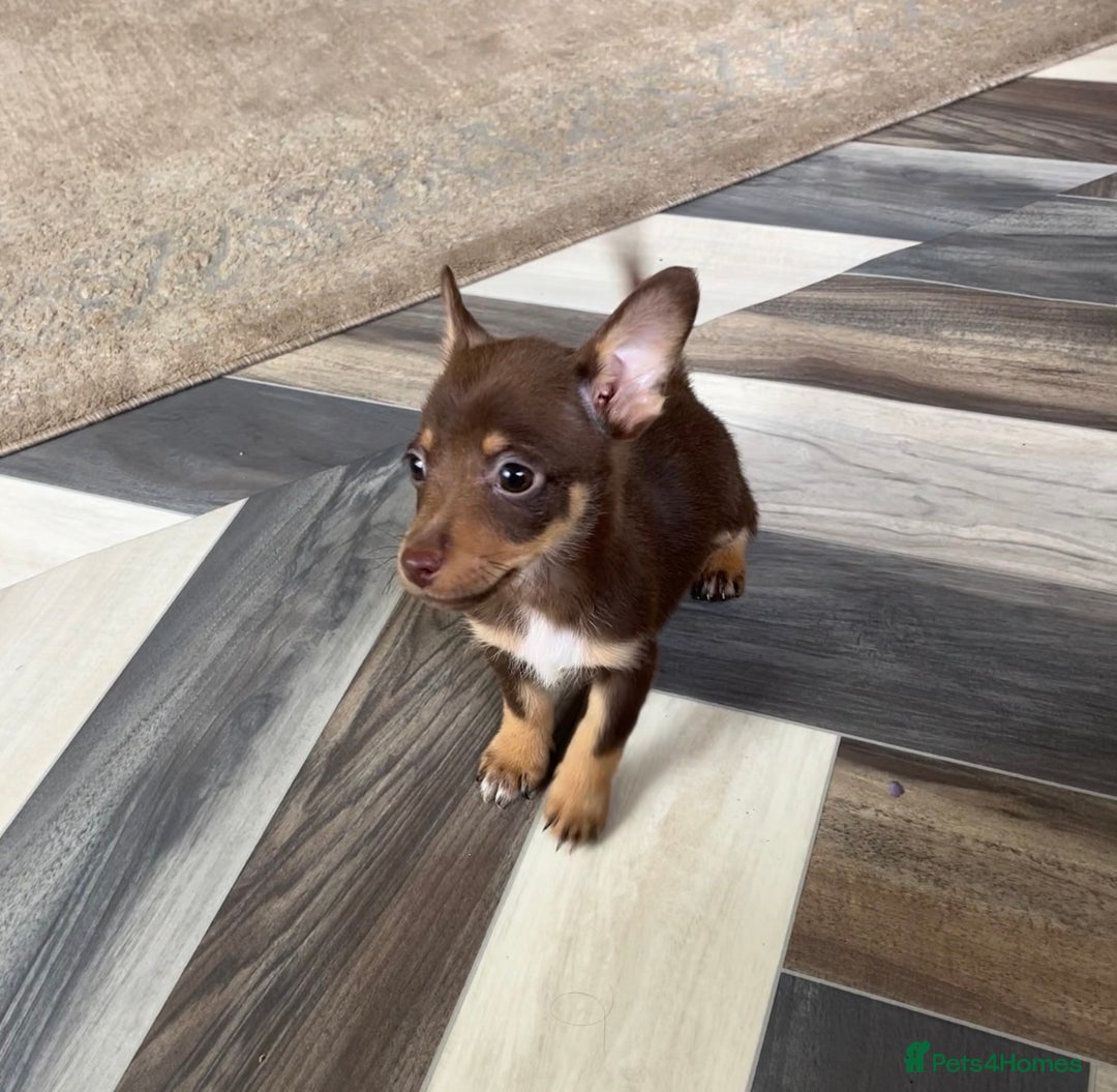 Mixed Breed dogs for sale: Adorable Dachshund x Pomchi Puppies - Image 7