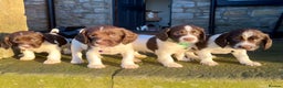 English Springer Spaniel dogs for sale: Beautifully marked, kc registered, legally docked. - Advert 1