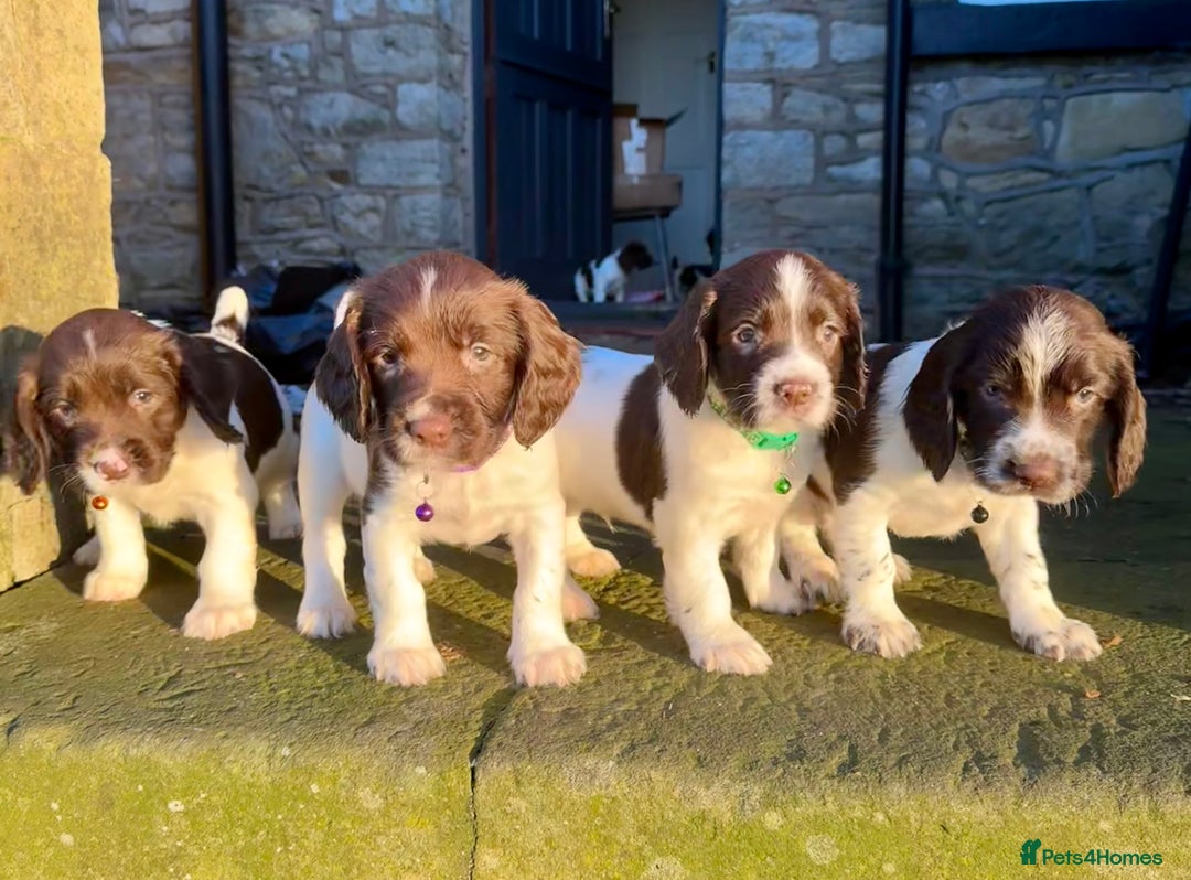 English Springer Spaniel dogs for sale: Beautifully marked, kc registered, legally docked. - Advert 1