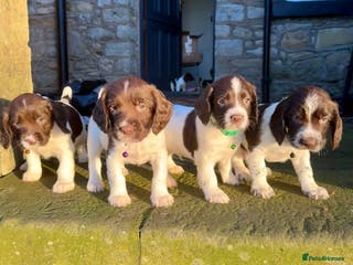 English Springer Spaniel dogs Beautifully marked, kc registered, legally docked. - Advert 5
