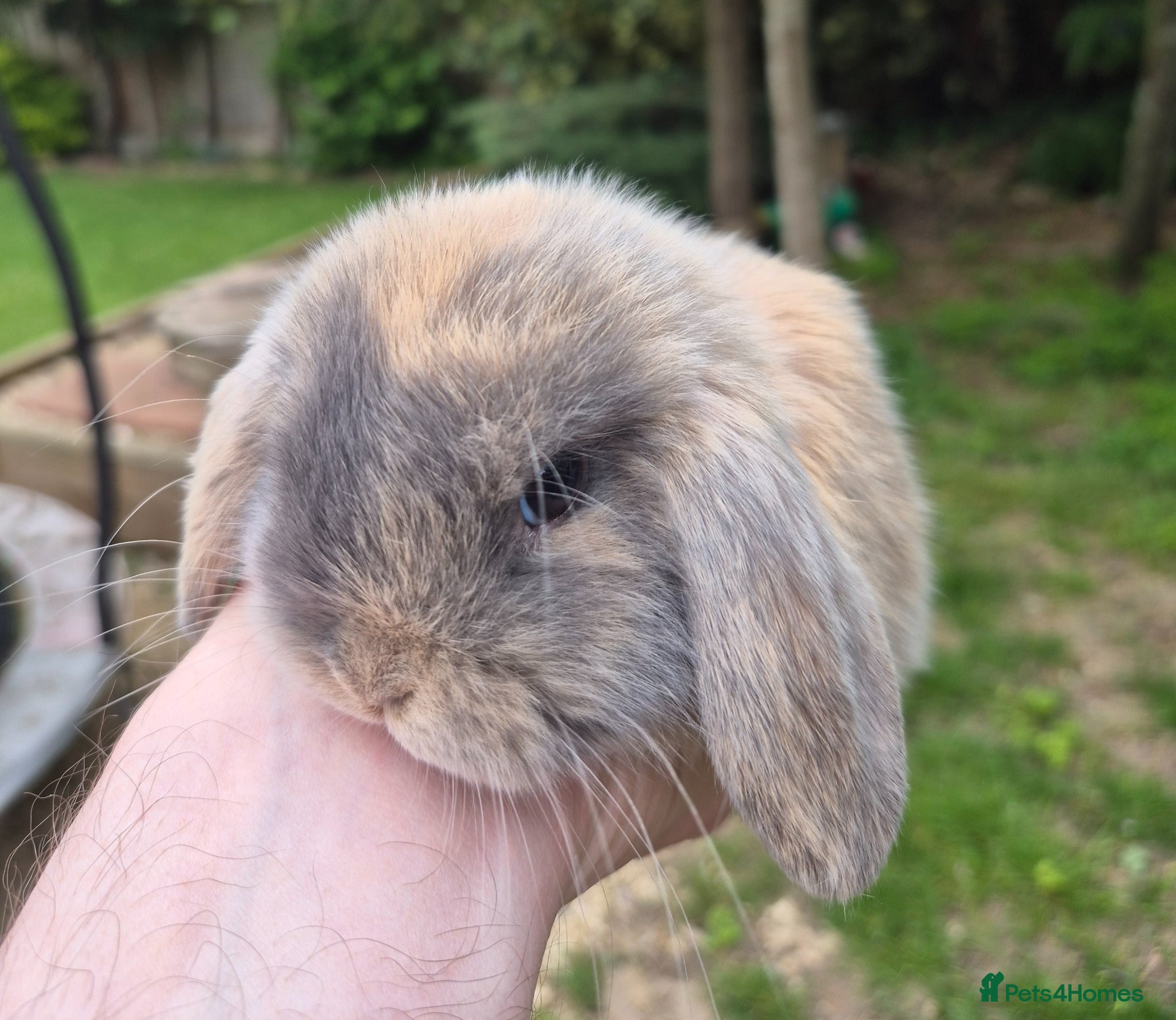 Mini Lop rabbits Mini lop babies - Advert 6