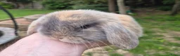 Mini Lop rabbits for sale: Mini lop babies - Advert 1