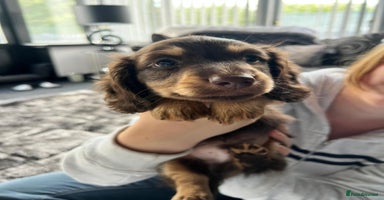 Dachshund dogs - Advert 6