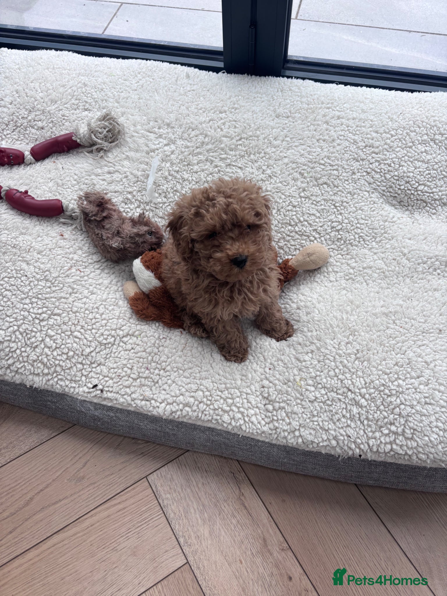 Toy Poodle dogs Toy poodle puppies  - Advert 1