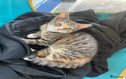Mixed Breed cats for sale: FEMALE KITTEN - microchipped, flea&worm treated!  - Image 33