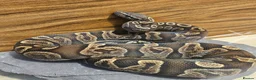 Python Snake reptiles for sale: GHI het Pied Royal Python (Male)  - Advert 3