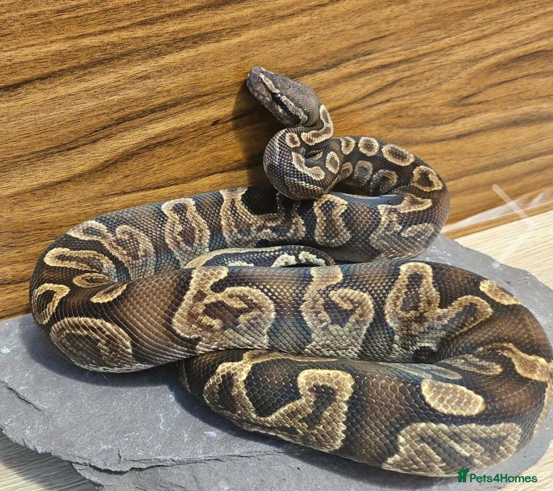 Python Snake reptiles for sale: GHI het Pied Royal Python (Male)  - Advert 3