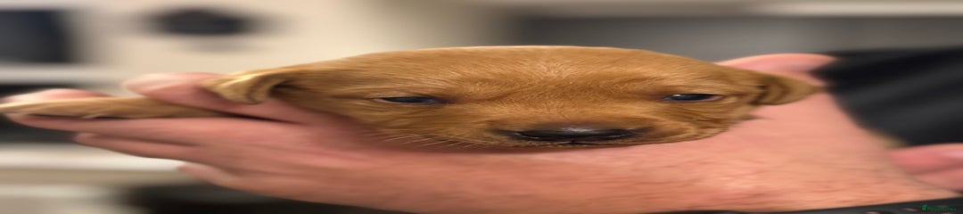 Labrador Retriever Puppy 5