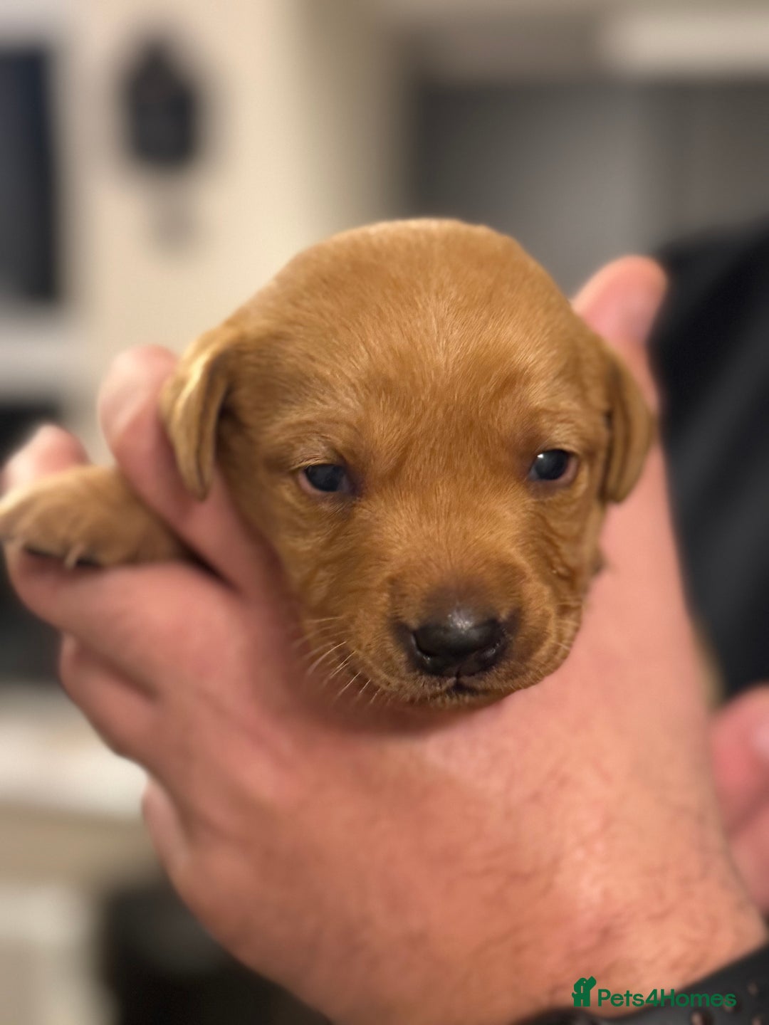 Labrador Retriever dogs for sale: Red Fox Lab Puppies,  - Advert 6