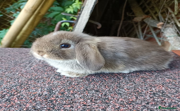 Mini Lop rabbits - Advert 2