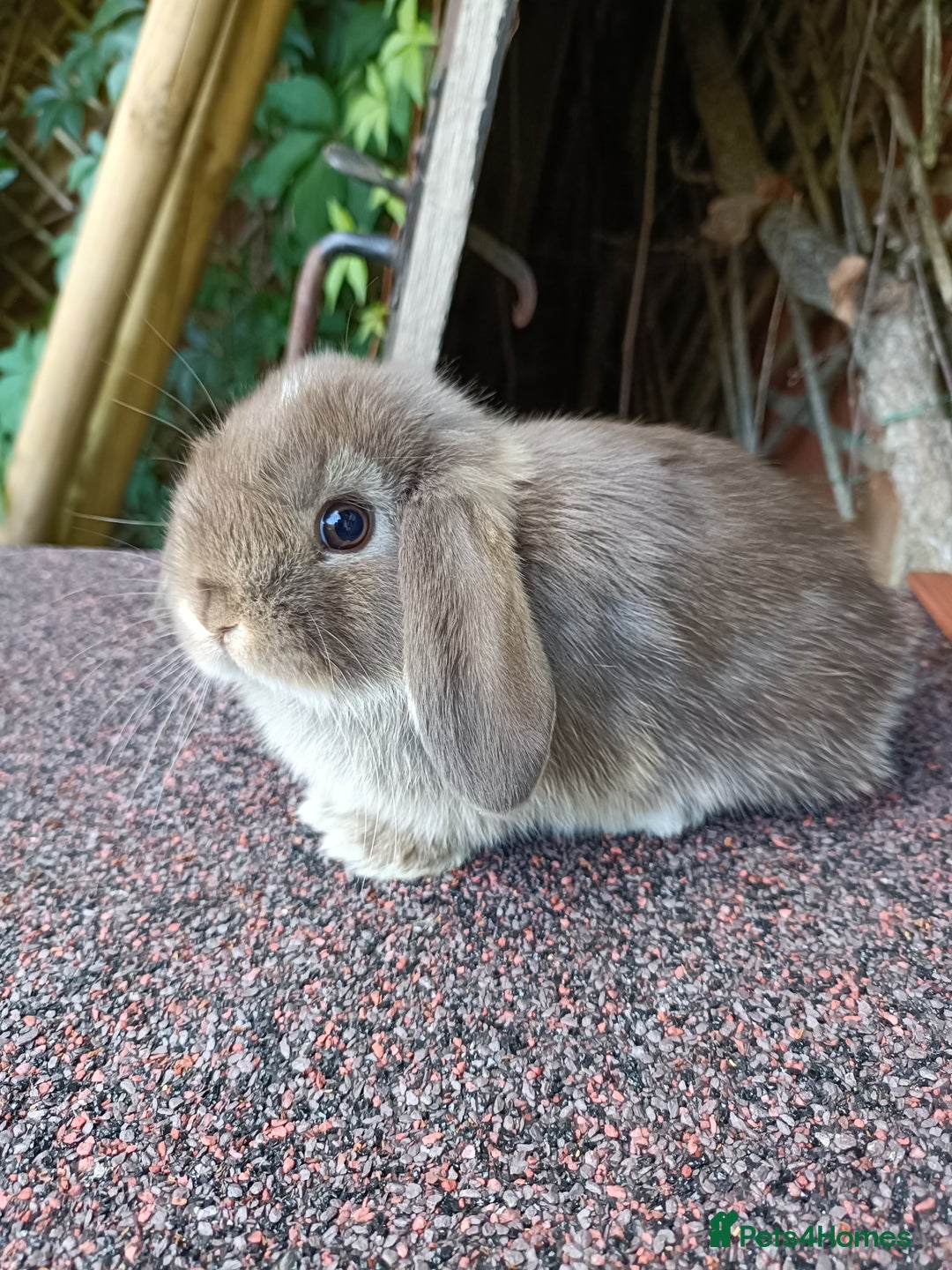 Mini Lop rabbits for sale: Pure bred mini lop baby - Image 1