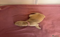 Golden Retriever dogs for sale: KC Registered Golden Retriever Puppies FOR SALE 🐾 - Image 9