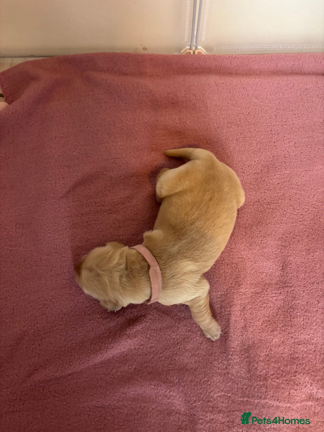 Golden Retriever dogs for sale: KC Registered Golden Retriever Puppies FOR SALE 🐾 - Image 9