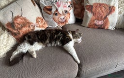 Norwegian Forest Cat cats for sale: Summer - Image 5
