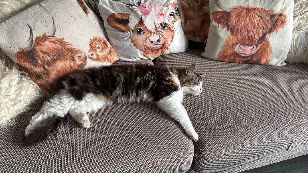 Norwegian Forest Cat cats for sale: Summer - Image 5