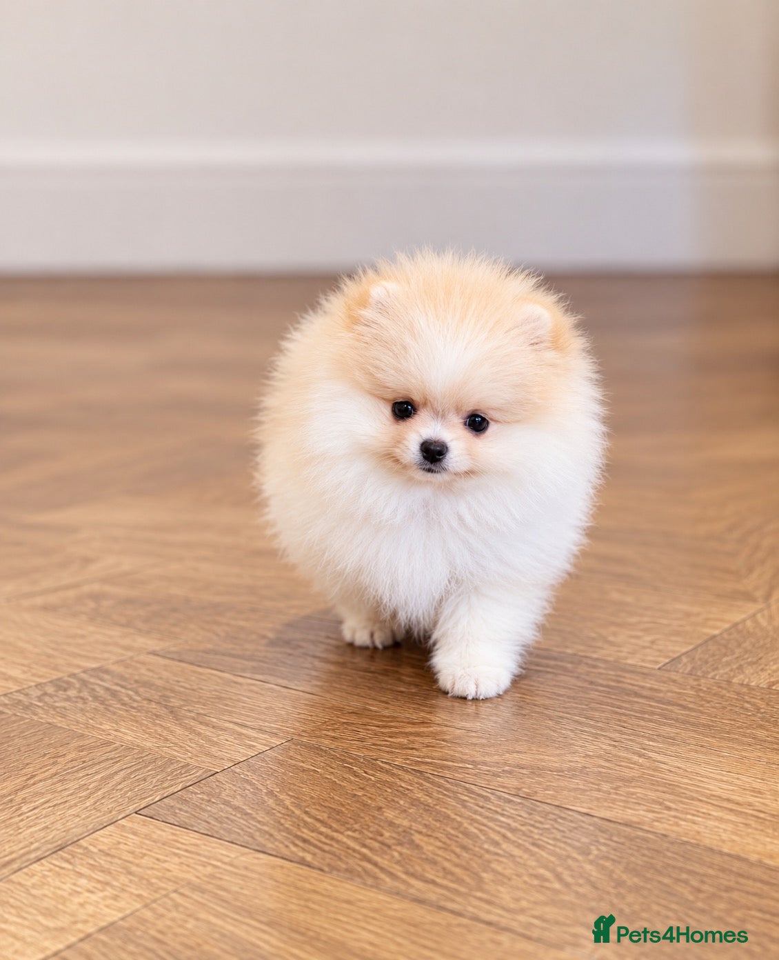 Pomeranian dogs Super Small Beautiful KC Pomeranian Girl! - Advert 4