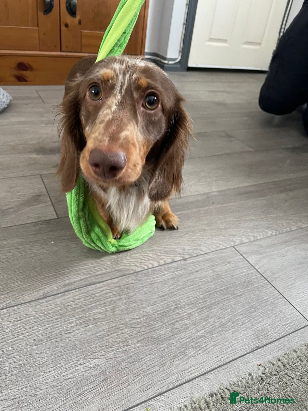 Dachshund dogs for sale: Dachshund Dog for re-home £0 - Advert 2