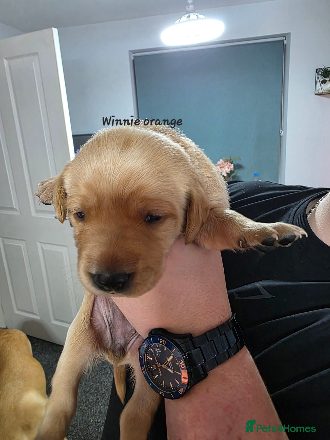 Labrador Retriever dogs for sale: Gorgeous Labrador puppies - Advert 27