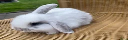 Mini Lop rabbits for sale: Gorgeous baby mini lops  - Advert 16