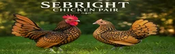 Chickens poultry for sale: Beautiful Sebright Chicken Pair - Advert 1