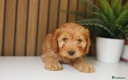 Cavapoo dogs for sale: Red & apricot health tested cavapoo puppies  - Image 12