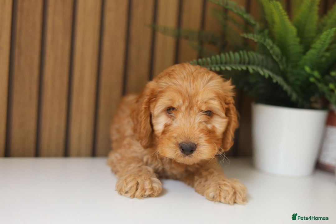 Cavapoo dogs for sale: Red & apricot health tested cavapoo puppies  - Image 12