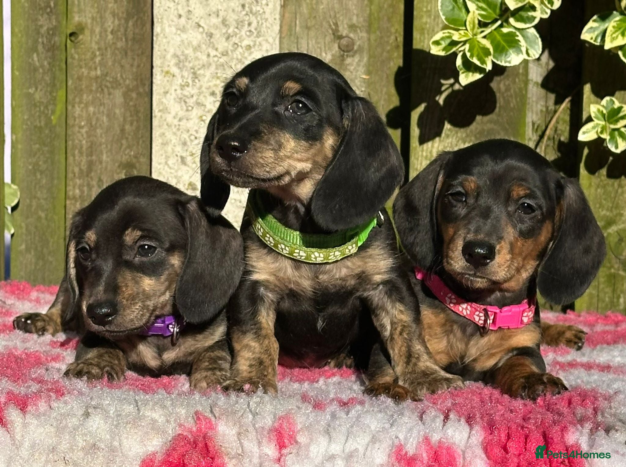 Miniature Dachshund dogs Ready this w/end health tested parents  - Advert 4