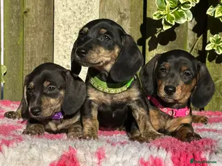 Miniature Dachshund dogs Ready NOW health tested parents - Advert 1