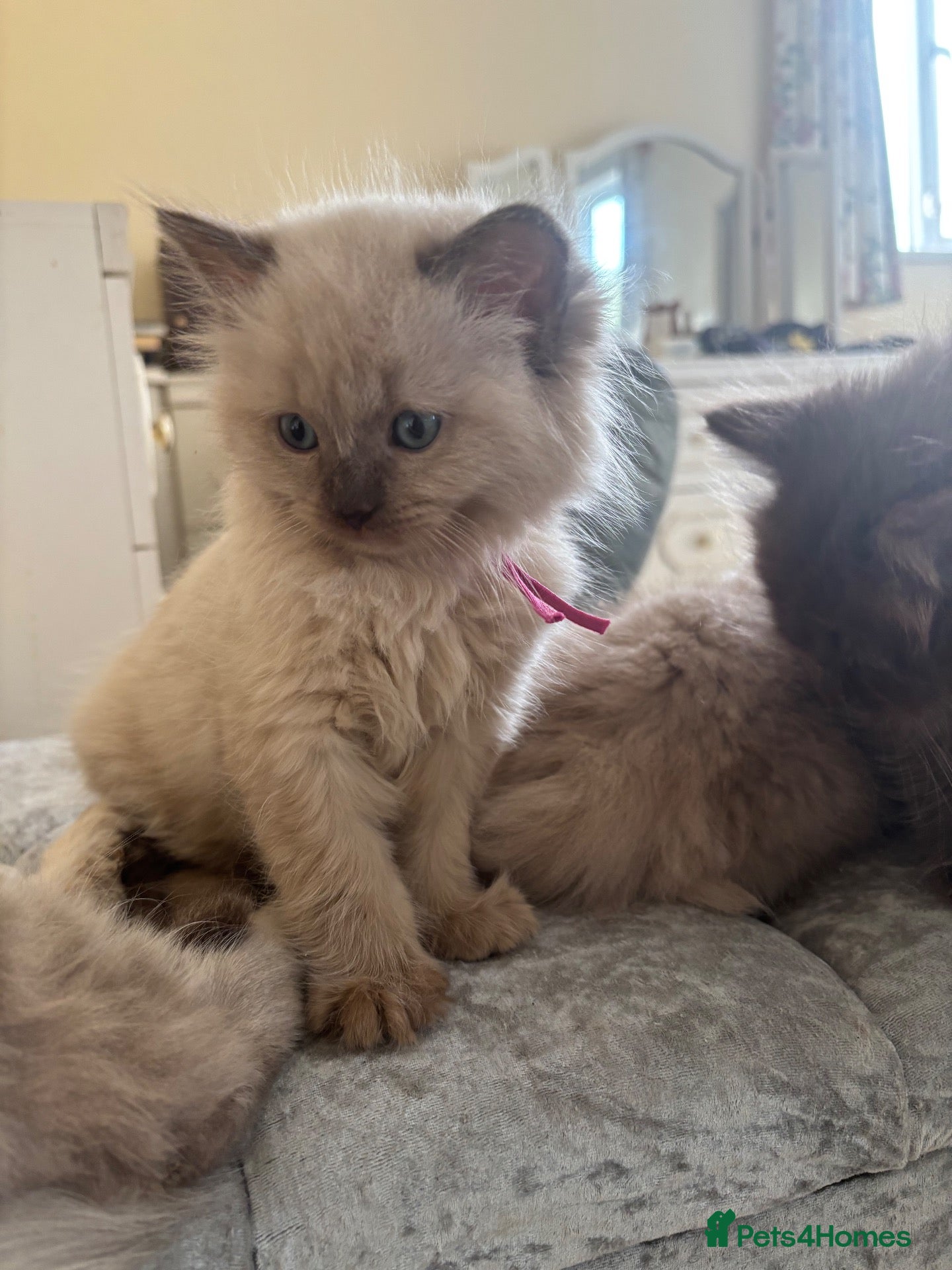 Ragdoll cats for sale: CHOCOLATE MINK BABY & FAWN POINT GIRL ON ACTIVE - Advert 1