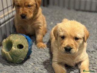 Goldador dogs Gorgoeus Goldador’s - Advert 1