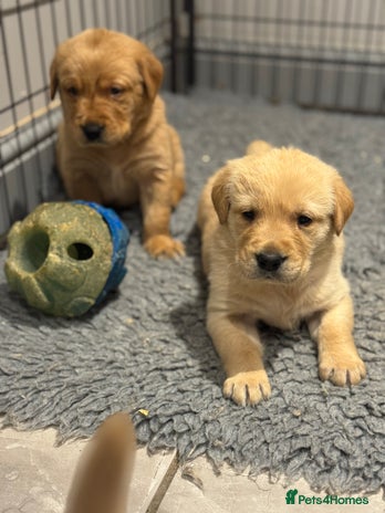 Goldador dogs Gorgoeus Goldador’s - Advert 6