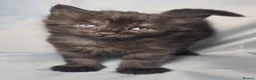Mixed Breed cats for sale: BeautifulBlack Smoke Kittens Ready for Reservation - Advert 3