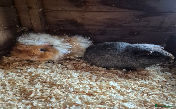 Guinea Pig rodents - Advert 1