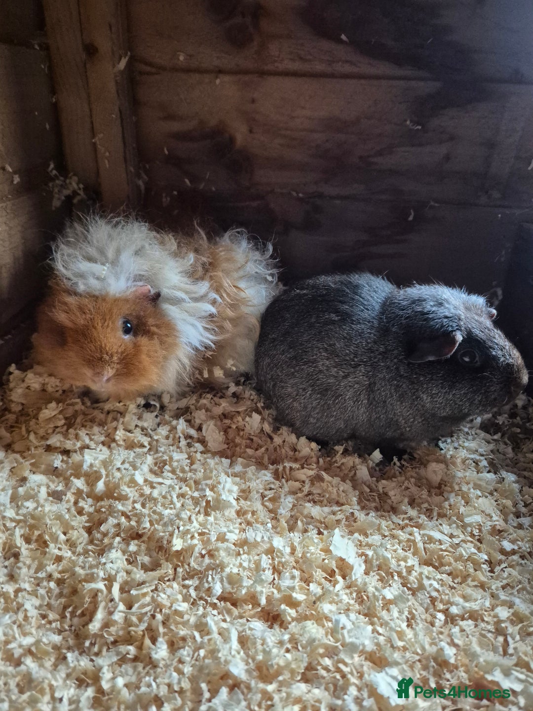 Guinea Pig rodents for sale: Female pigs - Image 1