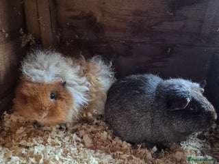 Guinea Pig rodents for sale - Advert 1