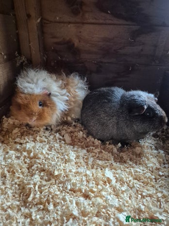 Guinea Pig rodents - Advert 4