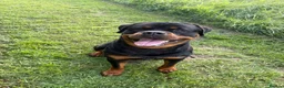 Rottweiler dogs for sale: Ronnie  Friendly, Loving 12 Month Male Rottweiler - Advert 1