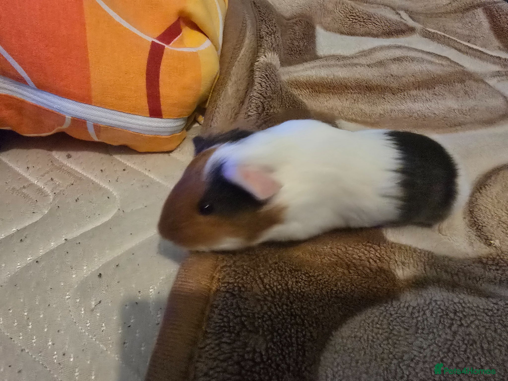 Guinea Pig rodents I'm selling my guinea pigs. - Advert 4