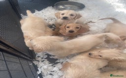 Golden Retriever dogs for sale: Full health tested golden retriever pups  - Image 4