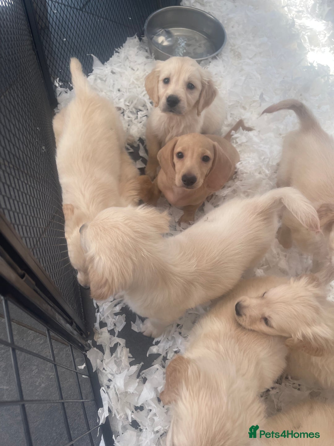 Golden Retriever dogs for sale: Full health tested golden retriever pups  - Image 4