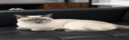 Siamese cats for sale: Siamese cat - Advert 4