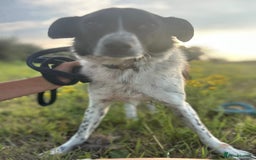 Mixed Breed dogs for adoption: Herby - Norwich Norfolk  - Image 17