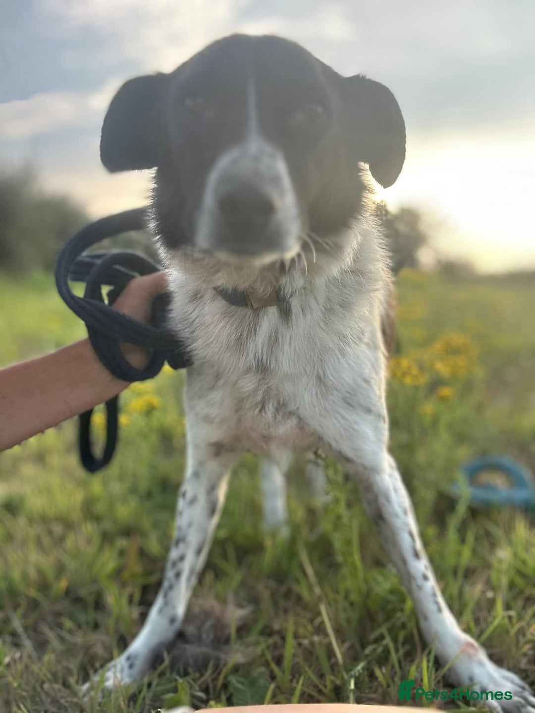Mixed Breed dogs for adoption: Herby - Norwich Norfolk  - Image 17