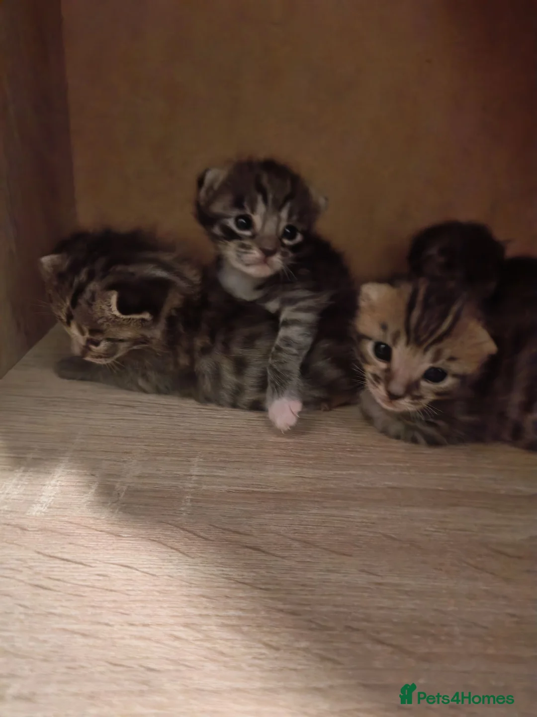 Bengal cats for sale: Adorable Bengal Mix Kittens  in Newmarket - Advert 2