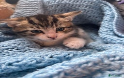 Mixed Breed cats for sale: Mixed breed 6 kittens  - Image 6