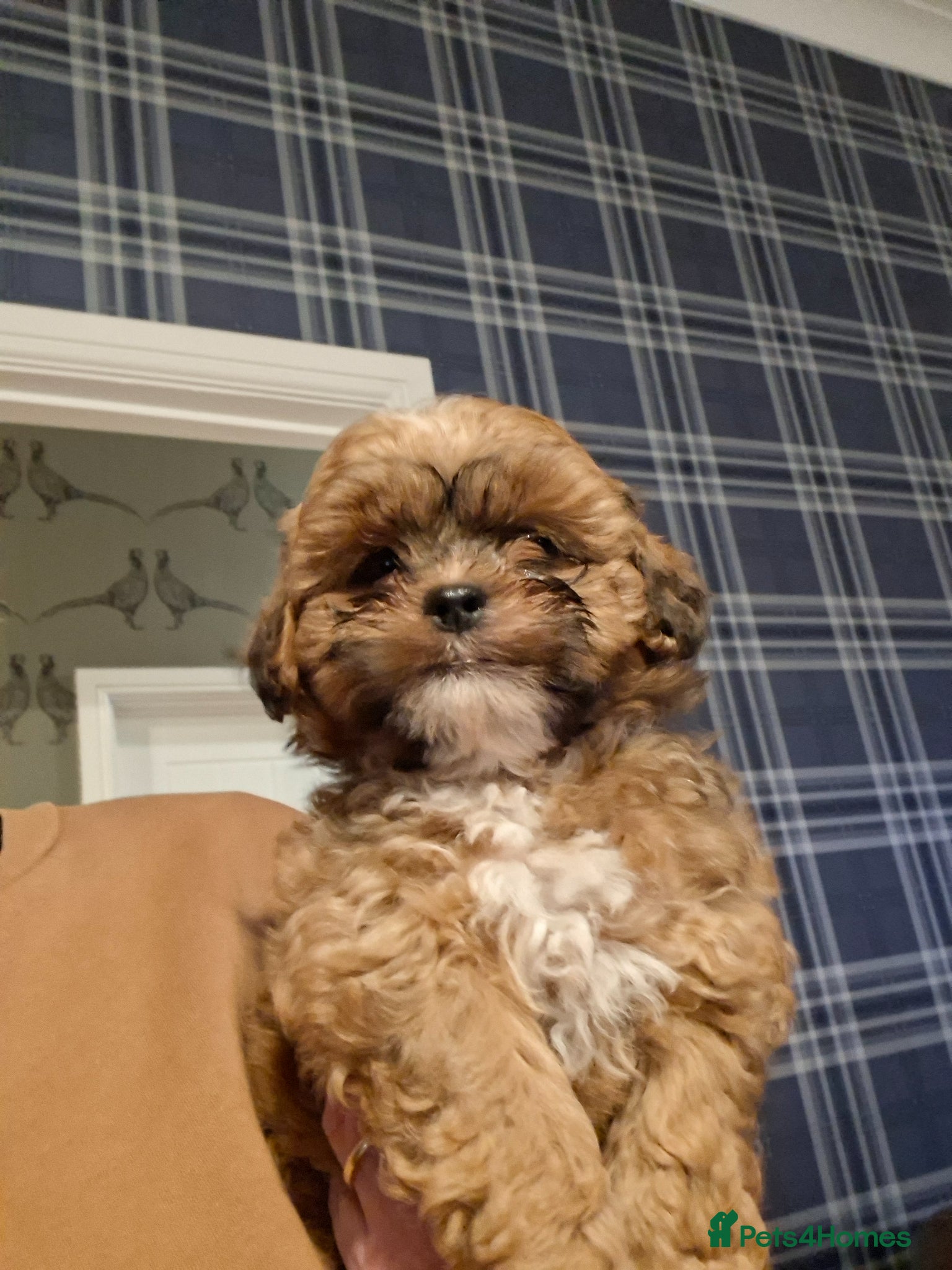 Shihpoo dogs Stunning F1 Shihpoo puppies  - Advert 14