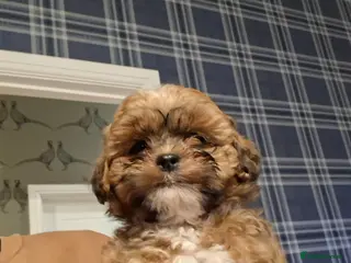 Shihpoo dogs Stunning F1 Shihpoo puppies - Advert 14